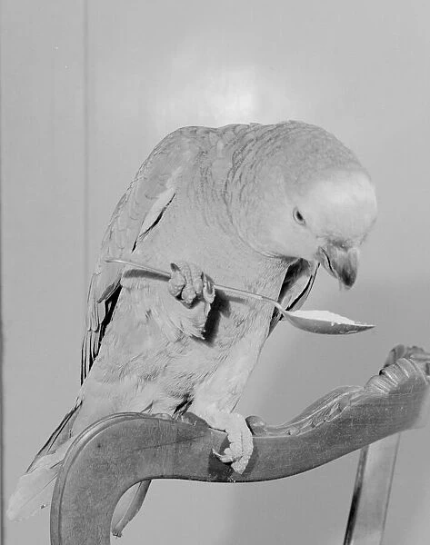 Peter the 100 year old parrot prefers to eat with a spoon, seen here in his Chelsea home