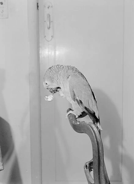 Peter the 100 year old parrot prefers to eat with a spoon, seen here in his Chelsea home