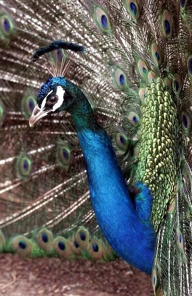 Peter the Peacock who lives in an animal sanctuary in Redditch which is facing closure