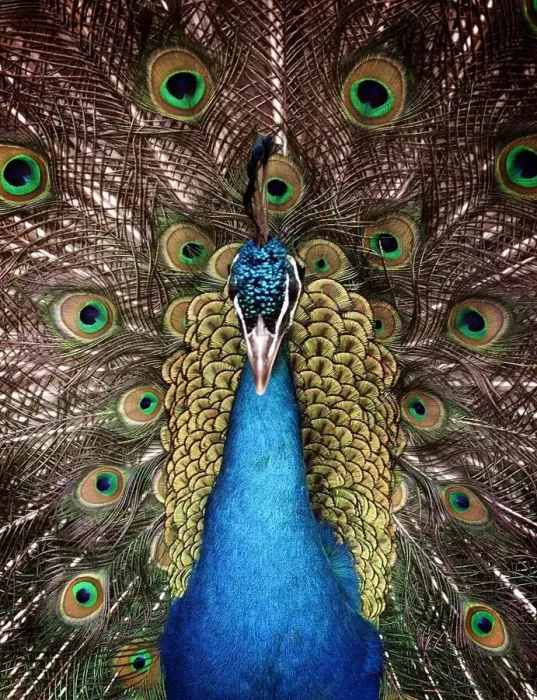 Framed Print : Peter the Peacock who lives in an animal sanctuary in Redditch which faces closure