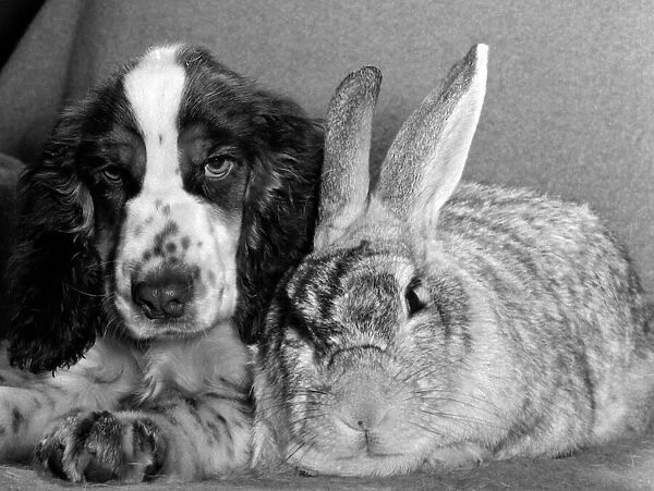 Peter the rabbit with Teal the cocker spaniel. November 1960