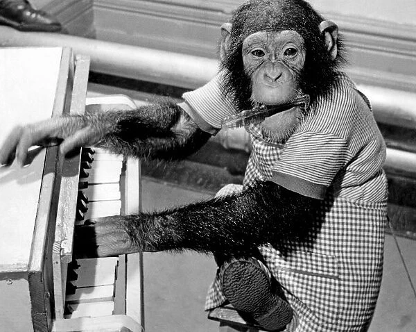 'Peter'the chimp gives his recital with the temparament of a born artist