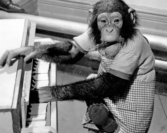 Framed Print : Peter'the chimp gives his recital with the temparament of a born artist Framed Print : Peter'the chimp gives his recital with the temparament of a born artist