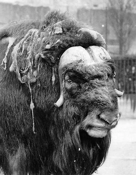 'Peter'The Musk Ox at a zoo. March 1934 P004231