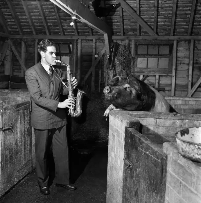 Framed Print : Phil Tate- Saxophonist plays to pigs at Shere, Surrey. March 1952 C1224 Framed Print : Phil Tate- Saxophonist plays to pigs at Shere, Surrey. March 1952 C1224