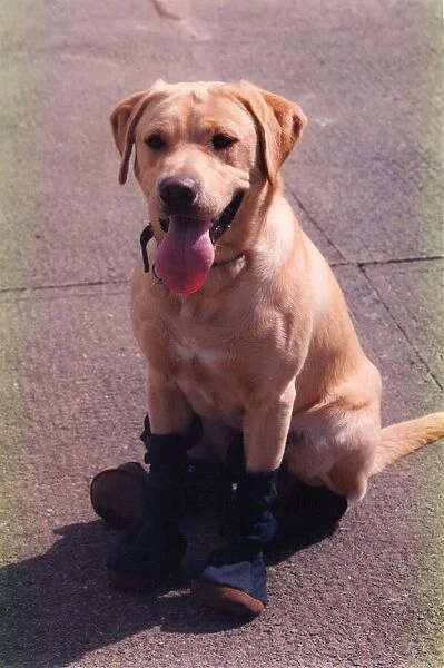 Phoenix the fire dog wearing his protective fire boots
