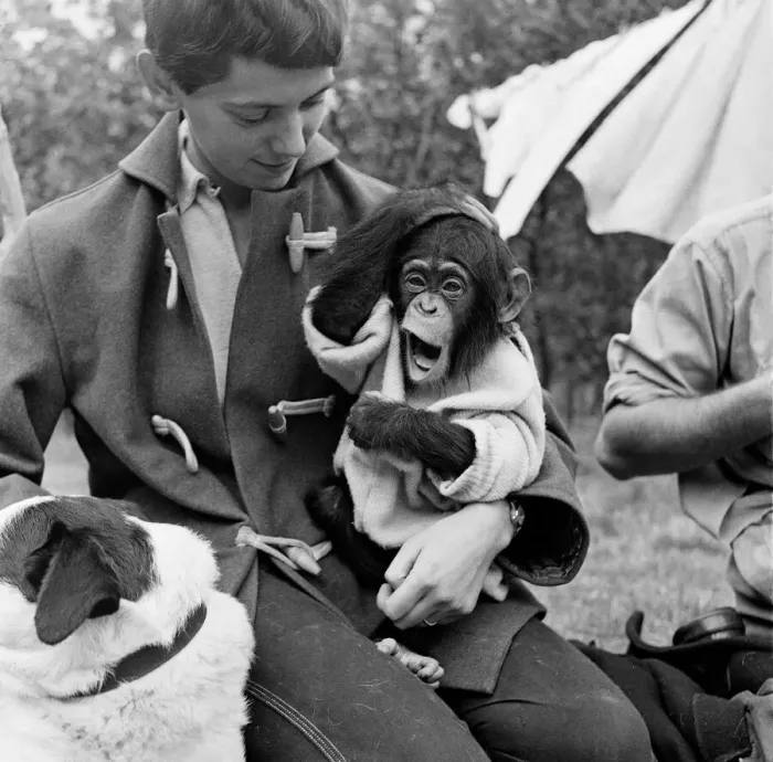 Framed Print : Photo shows Gerald Durrell and Jacqueline Durrell with their pet Chimpanzee Cholmondley
