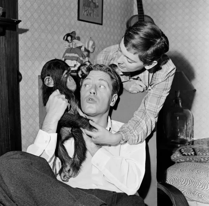 Framed Print : Photo shows Gerald Durrell and Jacqueline Durrell with their pet Chimpanzee Cholmondley