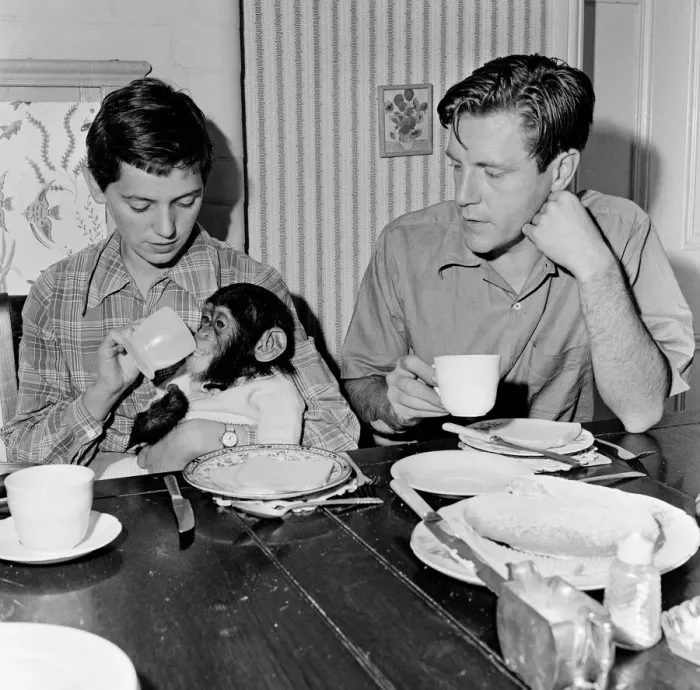 Framed Print : Photo shows Gerald Durrell and Jacqueline Durrell with their pet Chimpanzee Cholmondley