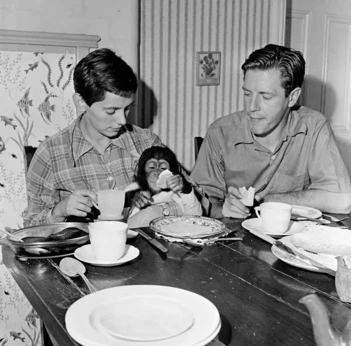 Framed Print : Photo shows Gerald Durrell and Jacqueline Durrell with their pet Chimpanzee Cholmondley Framed Print : Photo shows Gerald Durrell and Jacqueline Durrell with their pet Chimpanzee Cholmondley