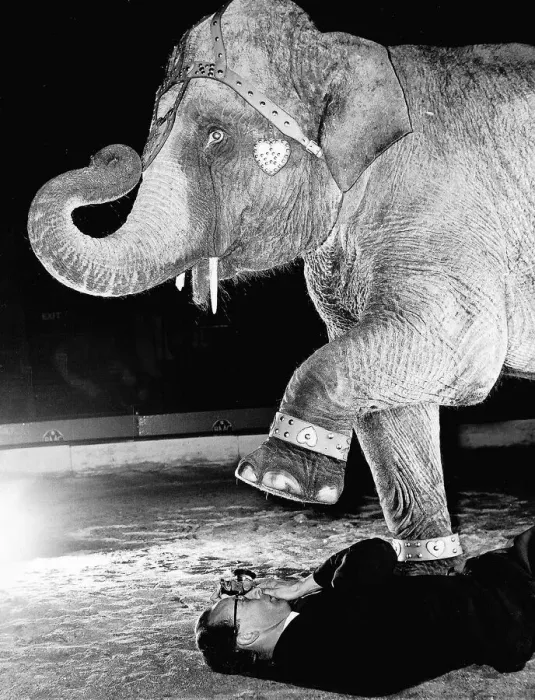 Framed Print : Photography -Elephant taking a picture under an elephants foot Dbase MSI Framed Print : Photography -Elephant taking a picture under an elephants foot Dbase MSI