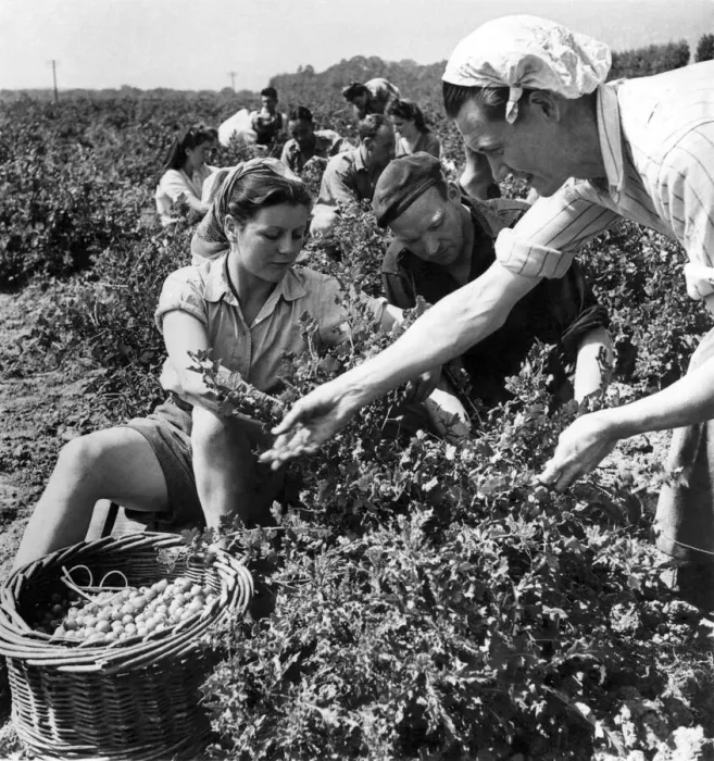 Framed Print : The pick of the holidays: Men and women volunteer farm workers at the Herne, Kent Framed Print : The pick of the holidays: Men and women volunteer farm workers at the Herne, Kent
