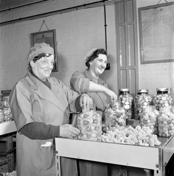 Framed Print : Pickle Packers: Pickle packers placing onions in jars. 1954 A156-004 Framed Print : Pickle Packers: Pickle packers placing onions in jars. 1954 A156-004