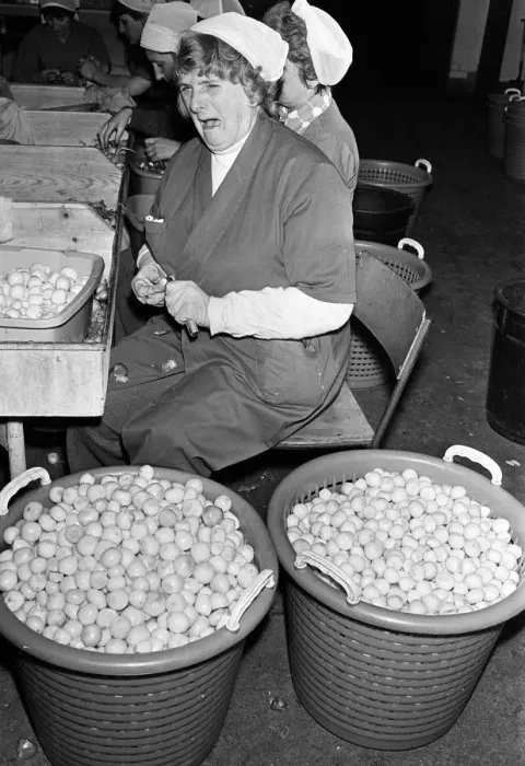 Framed Print : Pickled Onion Factory workers hard at work with tears in their eyes. July 5th 1978 Framed Print : Pickled Onion Factory workers hard at work with tears in their eyes. July 5th 1978