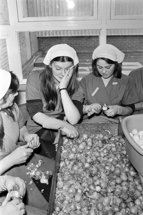 Framed Print : Pickled Onion Factory workers hard at work with tears in their eyes. July 5th 1978 Framed Print : Pickled Onion Factory workers hard at work with tears in their eyes. July 5th 1978