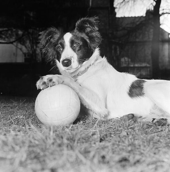 Pickles the dog, a Mixed Breed Collie, who found the missing World Cup last night