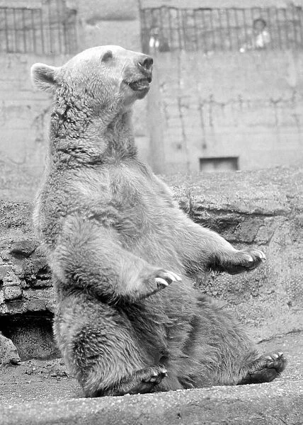 Pickles the Syrian bear sitting in his cage at London Zoo