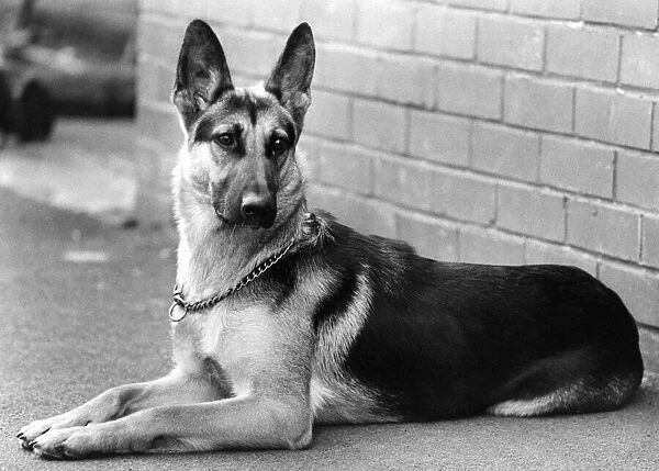 A picture of an Alsatian dog