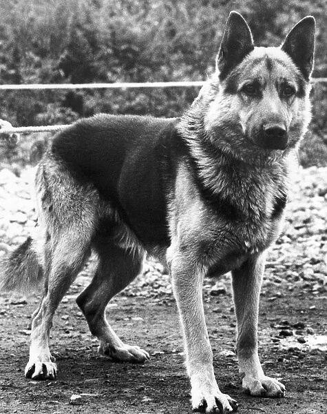A picture of an Alsatian dog