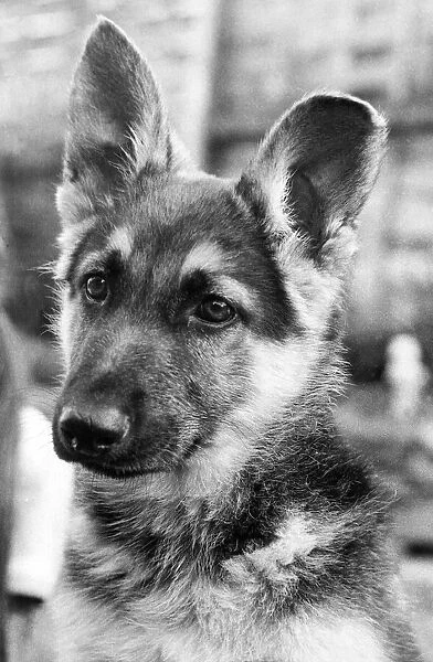 A picture of an Alsatian dog Circa 1970
