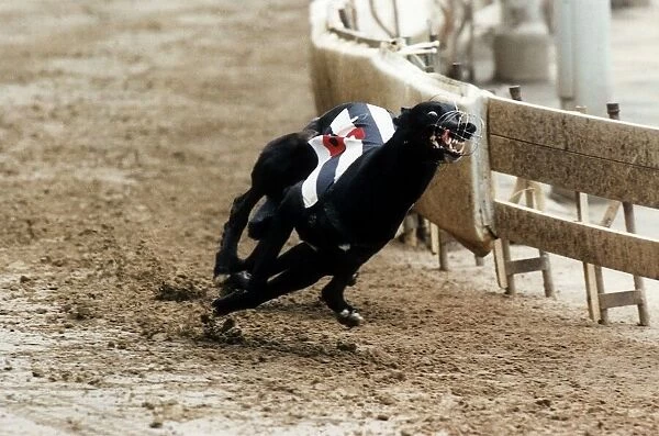 Some Picture Greyhound winner of the Derby