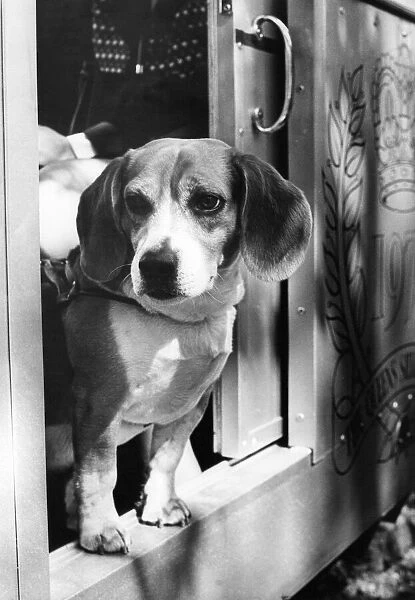 A picture of a nosy Beagle