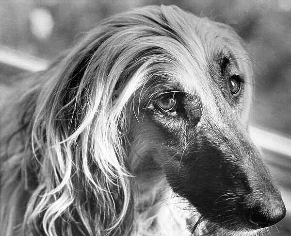 A picture of a sad Afghan Hound