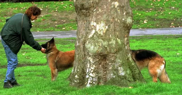 Framed Print : The picture shows Well ard and Saracen linking up behind a tree in a London park to