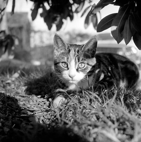 Picture shows a cat, sitting quietly under a tree, looking at the camera