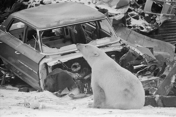 Picture shows Oscar the bear, spotted at a car scrap yard in Churchill, Canada