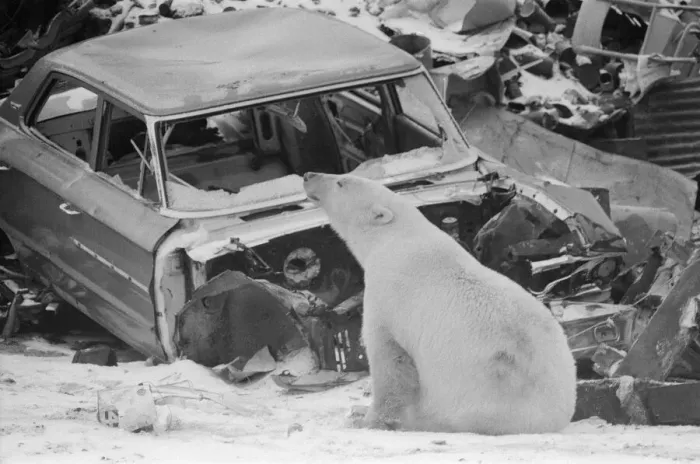 Framed Print : Picture shows Oscar the bear, spotted at a car scrap yard in Churchill, Canada Framed Print : Picture shows Oscar the bear, spotted at a car scrap yard in Churchill, Canada