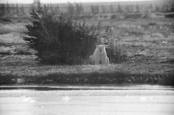 Picture shows a Polar Bear at Churchill, Northern Canada