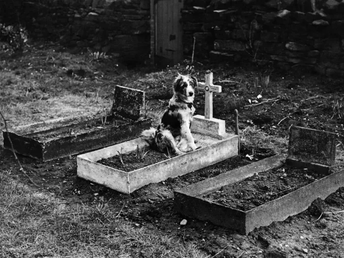 Framed Print : Picture shows Roger 6 month old pet of Mrs. Clara Stansfield of Rodley nr Leeds sitting Framed Print : Picture shows Roger 6 month old pet of Mrs. Clara Stansfield of Rodley nr Leeds sitting
