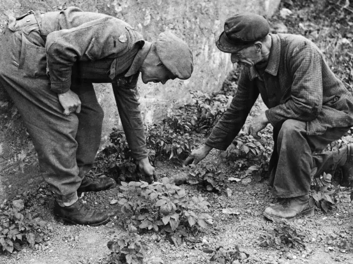 Framed Print : Picture taken on 22nd June 1944 behind the fighting line in Normandy, Northern France