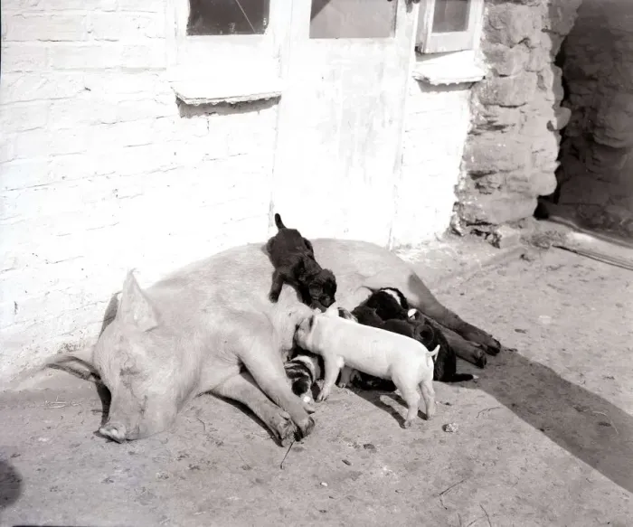 Framed Print : Pig adopts puppies Mother pig and piglet with baby dogs Pigs dog puppy