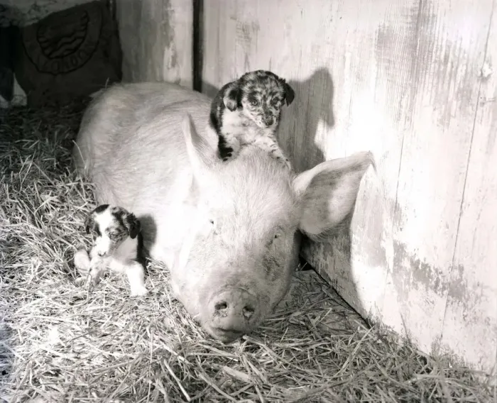 Framed Print : Pig adopts puppies Mother pig and piglet with baby dogs September 1956 Framed Print : Pig adopts puppies Mother pig and piglet with baby dogs September 1956