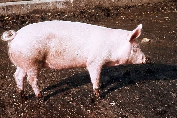 Pig - June 1974