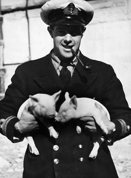 Pig keeping has been started at the submarine base in Malta
