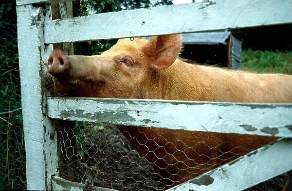 Pig looking through garden fence January 1980 A©Mirrorpix