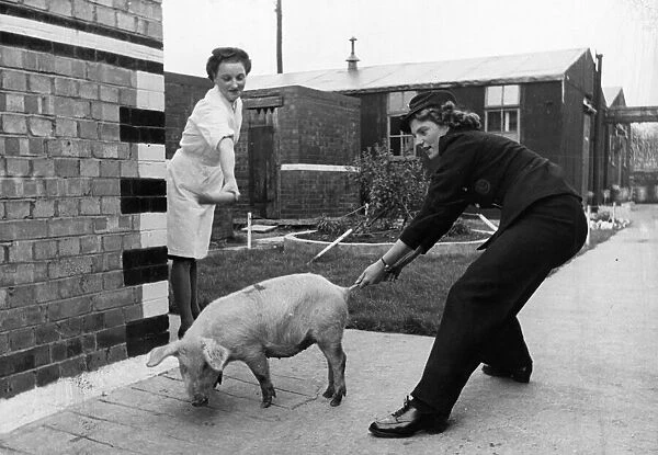 A pig makes his way in a Liverpool Fire Station. Picture taken 20th January