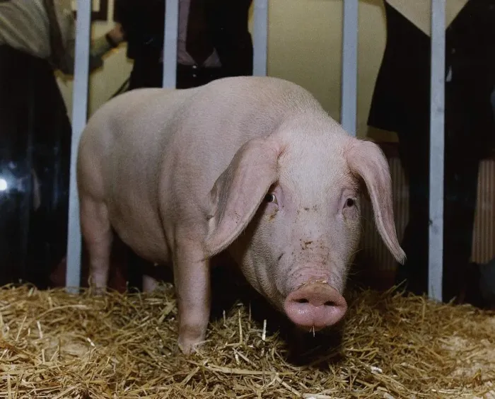 Framed Print : Pig in a pen March 1993 Framed Print : Pig in a pen March 1993