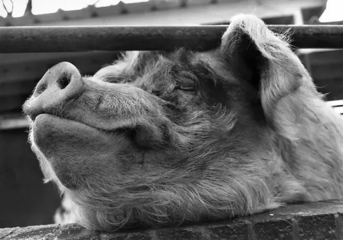 Framed Print : Pig in a poke, and so very lonely-it seems that no one wants you when you Framed Print : Pig in a poke, and so very lonely-it seems that no one wants you when you