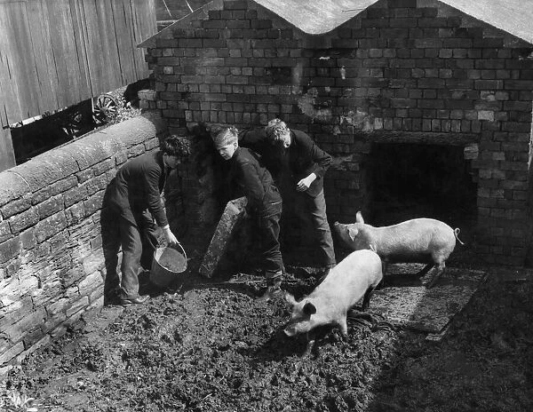 Pig rearing at at a farm in Yorkshire, northern England. Circa 1950