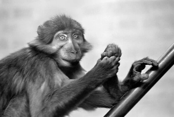 A pig-tailed monkey January 1975 75-00240-002