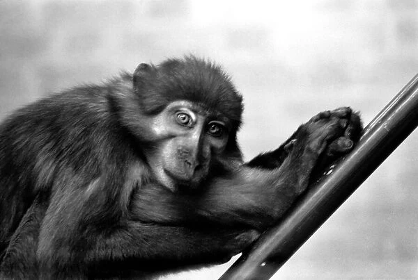 A pig-tailed monkey January 1975 75-00240-022