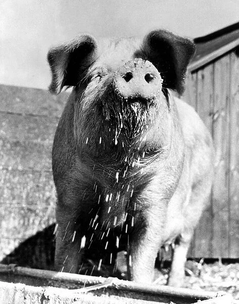 A pig with a wet nose after routing about its feeding tray March 1973