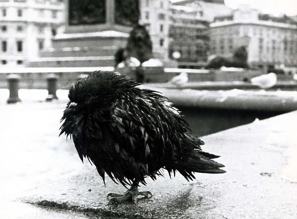 A pigeon huddles on one leg in Trafalgar Square in the snow December 1981