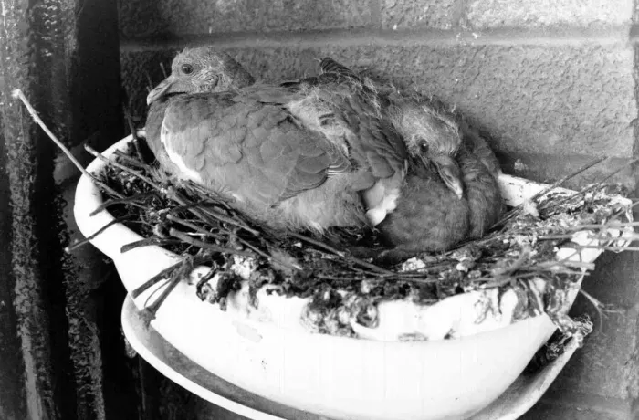 Framed Print : Pigeons nesting, North London. 26th April 1991 91  /  2631