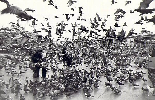 Pigeons rule, OK! Pigeons take-off in Trafalger Square. 10th November 1976