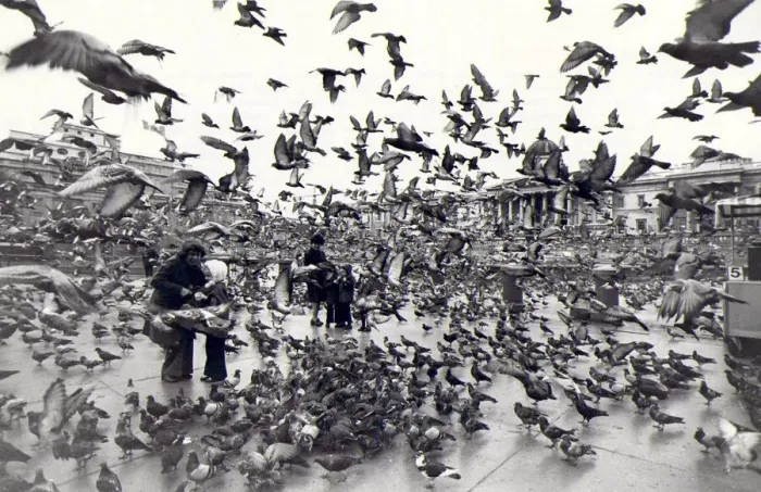 Framed Print : Pigeons rule, OK! Pigeons take-off in Trafalger Square. 10th November 1976